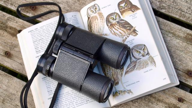 Jumelles et guide d'identification ornithologique Terres d'Oiseaux