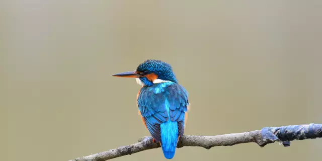 Martin-pêcheur d'Europe