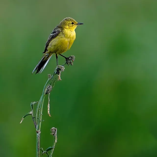 Bergeronnette printanière